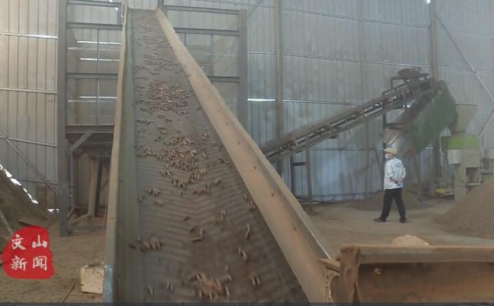 在廣南縣那灑鎮(zhèn)生物質(zhì)顆粒燃料加工廠，粉碎機(jī)、輸送帶、木屑造粒機(jī)呈流水線作業(yè)，將桔桿、枯木等可燃材料加工成顆粒狀成品對(duì)外出售.jpg